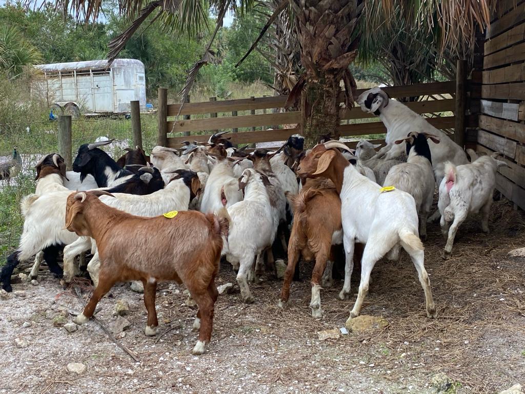 Goats
